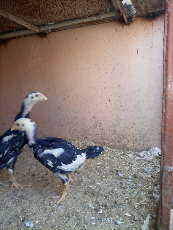 black king shamo chicks full active under 1.5 month 6000 each 6