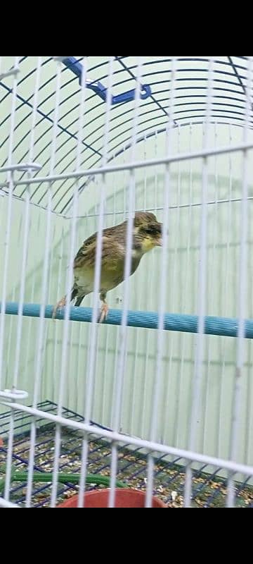 canary cristed male 0