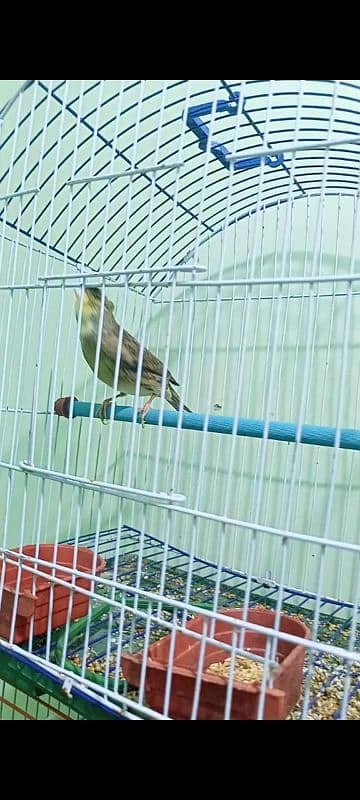 canary cristed male 1