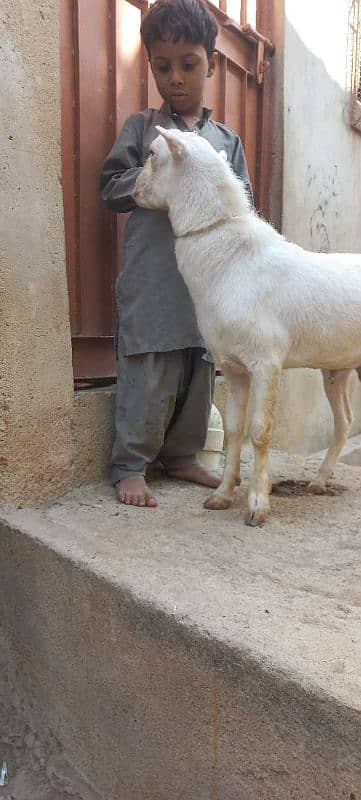 contact on 03005860783 gulabi tedi  pointed 6 month age white eyes 0