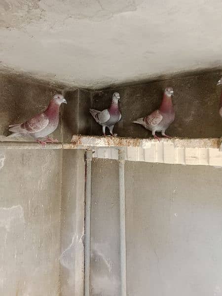 Qasid pigeons 0