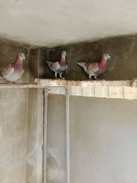 Qasid pigeons 1