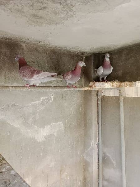 Qasid pigeons 2