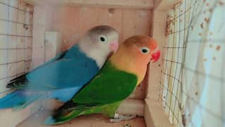 Love bird breeder pair