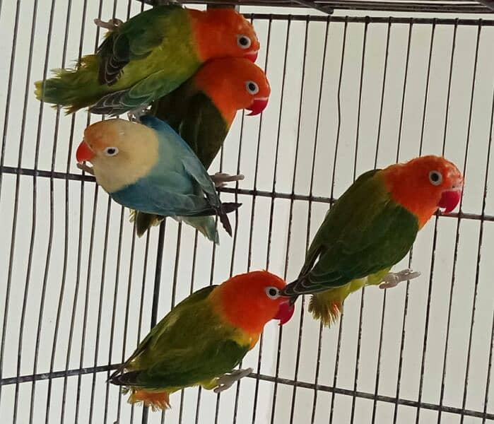 Love bird breeder pair 2