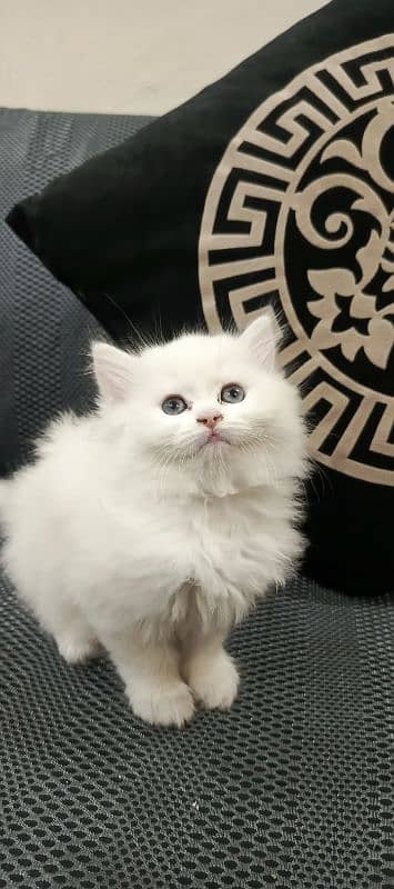 Persian Triple coated kittens 3