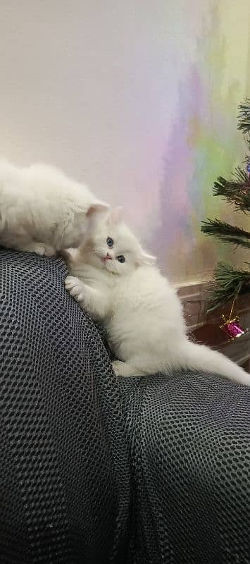 Persian Triple coated kittens 5