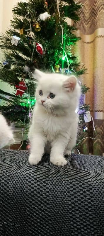 Persian Triple coated kittens 8