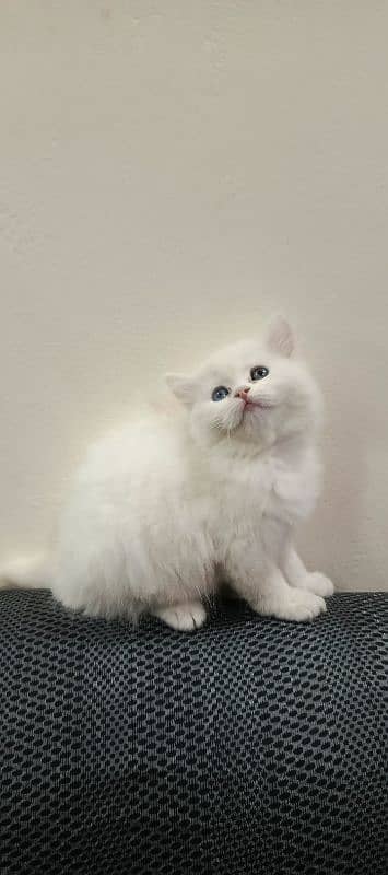 Persian Triple coated kittens 9