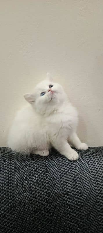 Persian Triple coated kittens 10