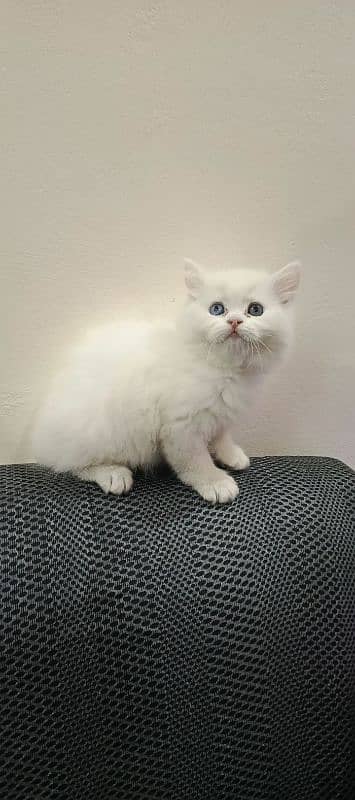 Persian Triple coated kittens 11