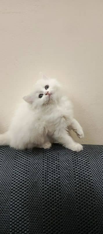 Persian Triple coated kittens 13