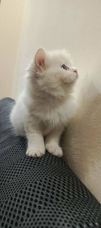 Persian Triple coated kittens 14