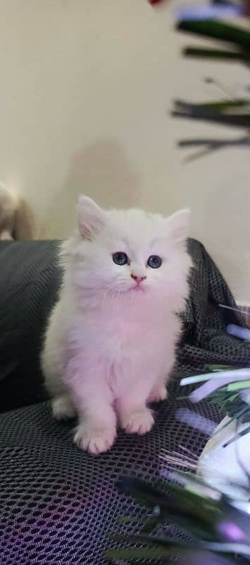 Persian Triple coated kittens 17