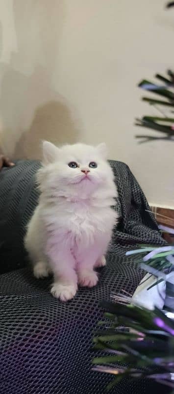 Persian Triple coated kittens 18