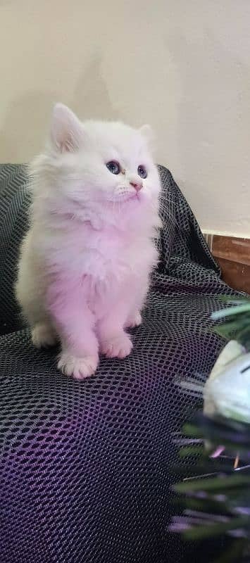 Persian Triple coated kittens 19