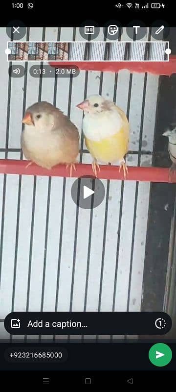 all finches 4