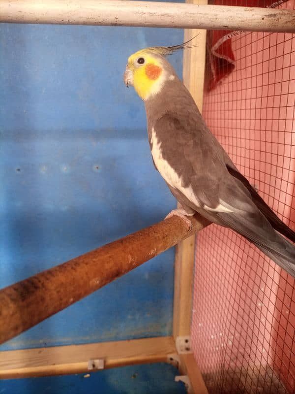 3 cockatiel for sell 1 pair and 1 single 0