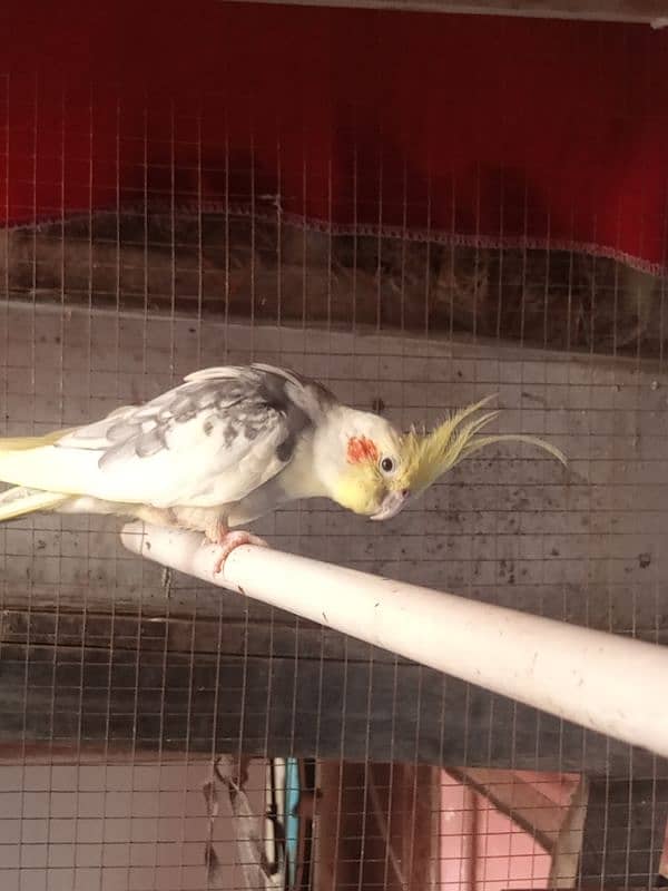 3 cockatiel for sell 1 pair and 1 single 1