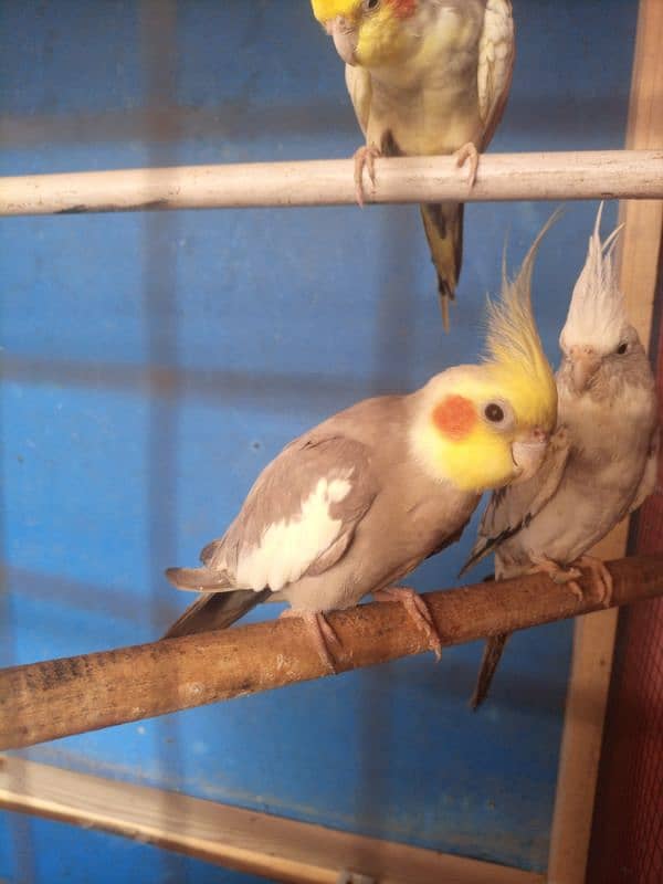 3 cockatiel for sell 1 pair and 1 single 2