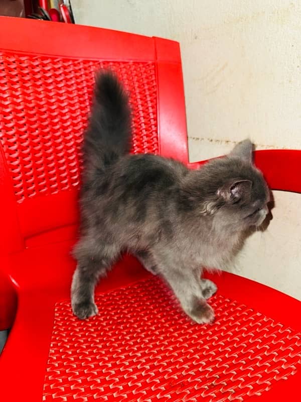 Persian female Cat  (Grey Colour) 0