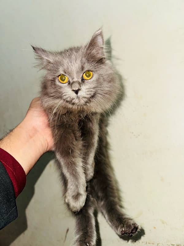 Persian female Cat  (Grey Colour) 1