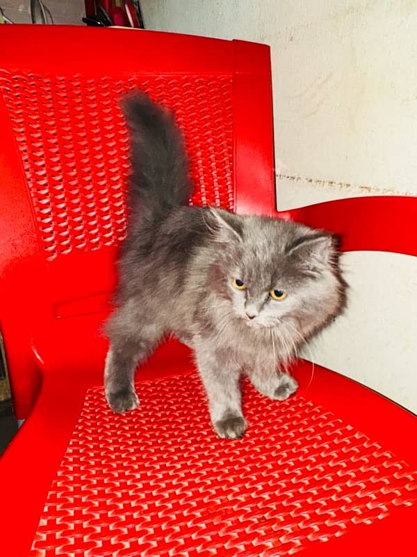 Persian female Cat  (Grey Colour) 2