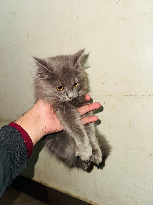 Persian female Cat  (Grey Colour) 3