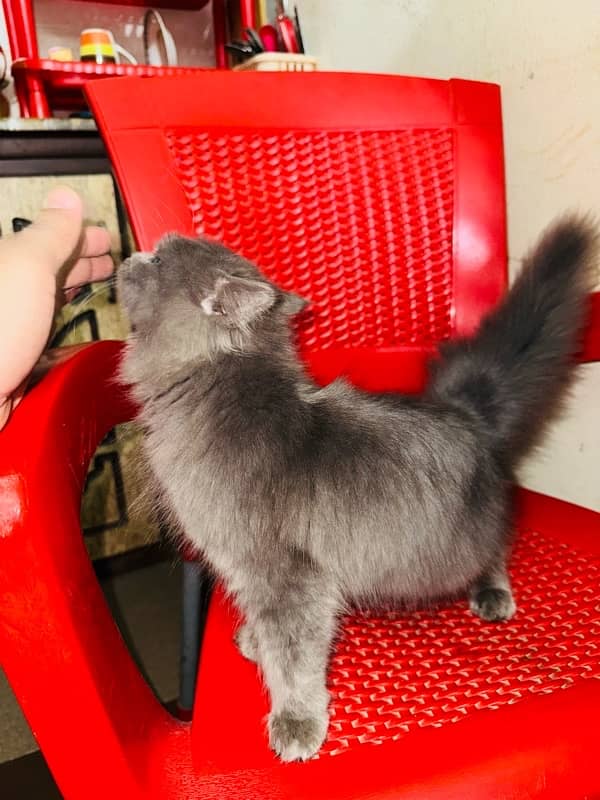 Persian female Cat  (Grey Colour) 4