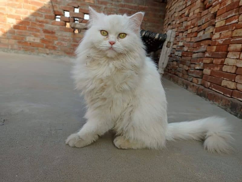 3cot persian and dolface cat 3