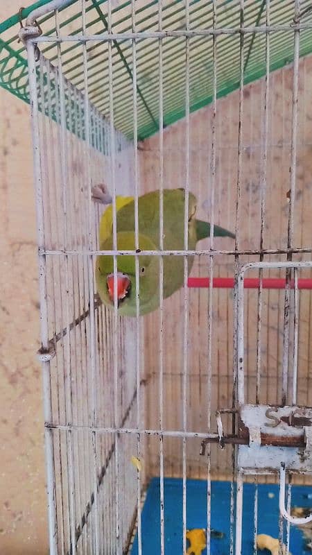 Green Parrot For Sell Price 20k 0