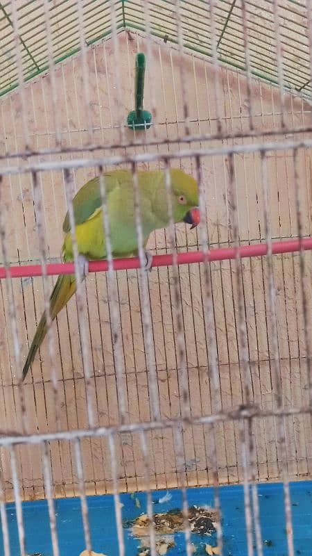 Green Parrot For Sell Price 20k 1