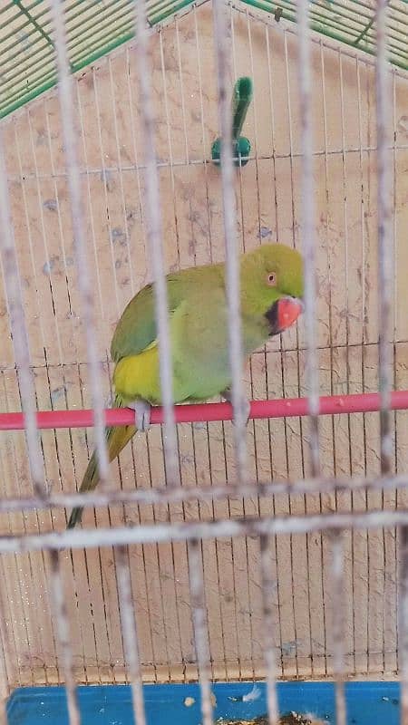 Green Parrot For Sell Price 20k 2