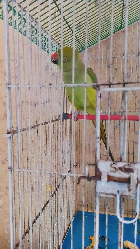 Green Parrot For Sell Price 20k 3