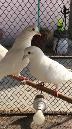 White fancy pigeons