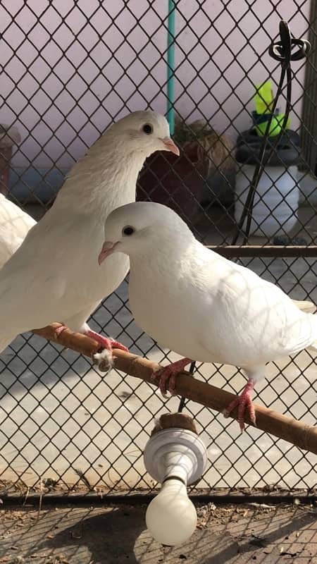 White fancy pigeons 0