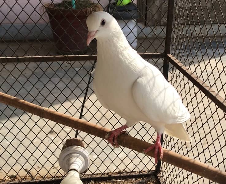 White fancy pigeons 2