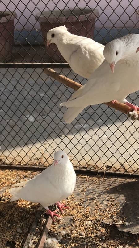 White fancy pigeons 3