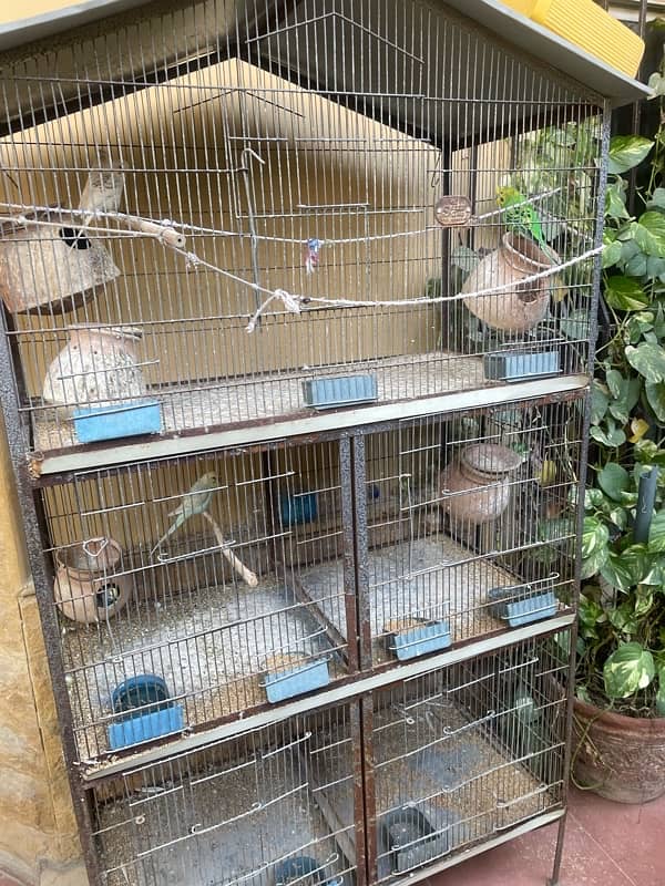 Bird Cage 4