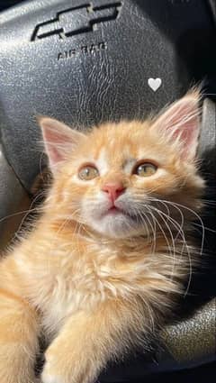 orange and black persian pair