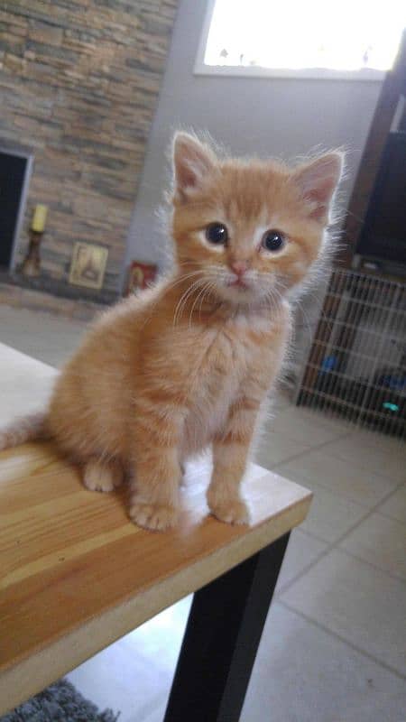 orange and black persian pair 1