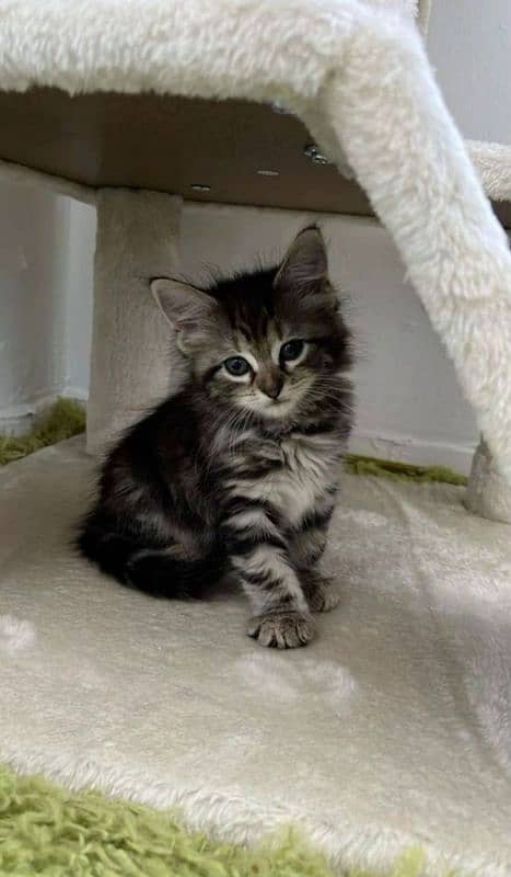 orange and black persian pair 2