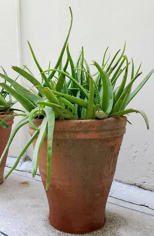 Aloe Vera Plants with Large Pots 0