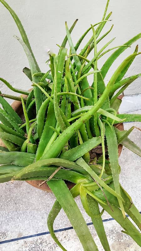 Aloe Vera Plants with Large Pots 1