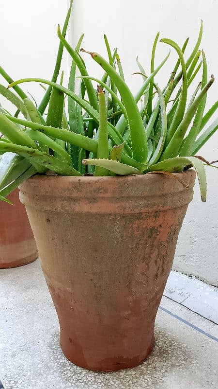 Aloe Vera Plants with Large Pots 2