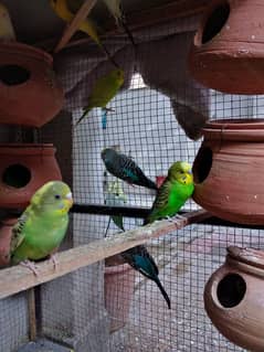 budgies parrots