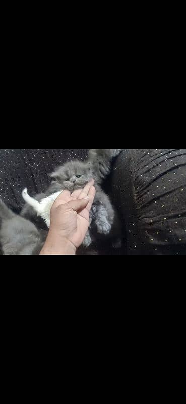 Persian Cat /Grey Persian Kitten / Perisan Male Kitten 1