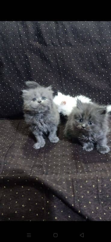 Persian Cat /Grey Persian Kitten / Perisan Male Kitten 2