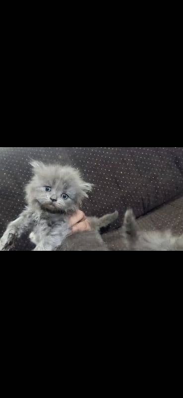 Persian Cat /Grey Persian Kitten / Perisan Male Kitten 3