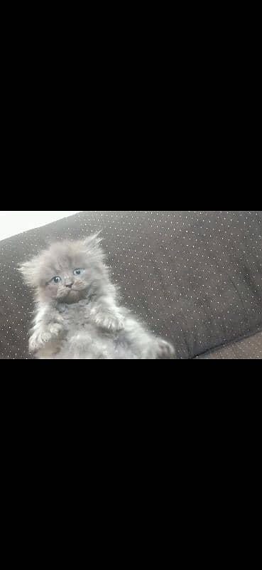 Persian Cat /Grey Persian Kitten / Perisan Male Kitten 5